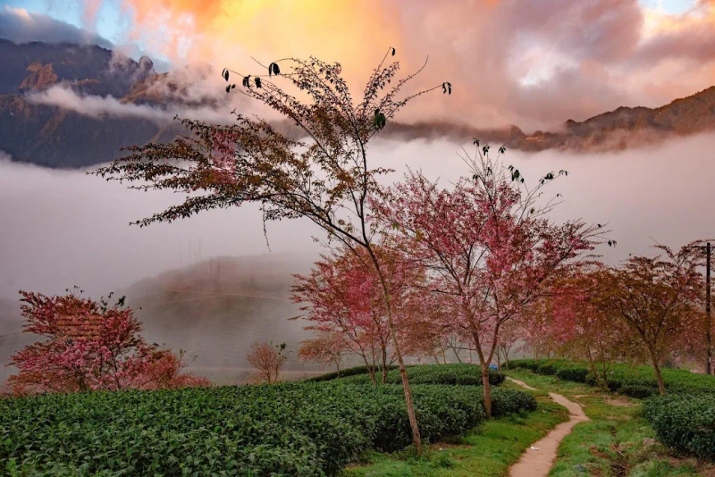 Đồi chè Ô Quý Hồ - ảnh 6